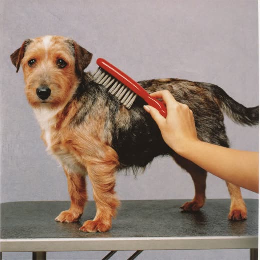 A small terrier being brushed through with a slicker brush